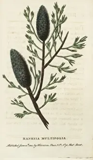 Naturalistspocketmagazine Prints: Banksia multifolia, unknown species of Banksia