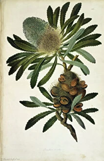 Captain Cook Collection: Banksia serrata, old man banksia