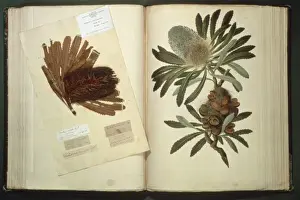 Banksia serrata, Old Man Banksia