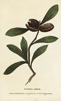 Banksia shrub, unknown species