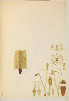 Images Dated 9th February 2015: Banksia sp