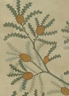 Banksia speciosa, showy banksia