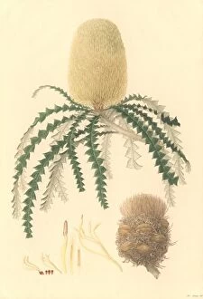 Watercolour Gallery: Banksia speciosa, showy banksia