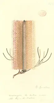 Watling Prints: Banksia spinulosa, hairpin banksia