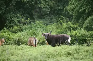 Javanicus Prints: Banteng