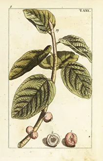 Pomology Prints: Banyan fig branch with fruit, Ficus benghalensis