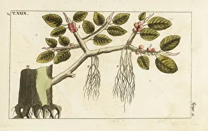 Banyan fig tree with aerial roots, Ficus benghalensis