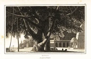 Zoography Prints: Banyan tree, Ficus religiosa, with aerial roots