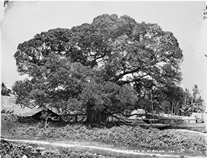 Banyan Prints: Banyan tree, Ki Dulan, Indonesia