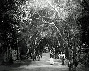 Shade Prints: Banyan trees, Ceylon (Sri Lanka)