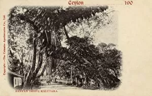 Banyan trees, Kalutara, Ceylon (Sri Lanka)