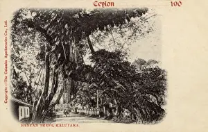 Banyan Prints: Banyan trees, Kalutara, Ceylon (Sri Lanka)