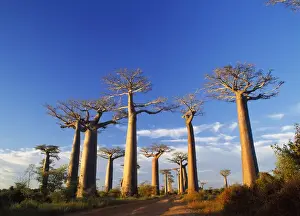 Baobab / Boab Tree