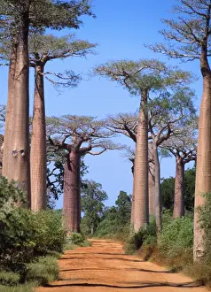 Baobab / Boab Tree