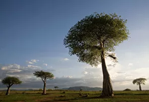 Adansonia Gallery: Baobab / Boab Trees
