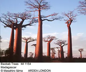 BAOBAB / Boab TREES - Sunset