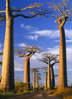Madagascar Gallery: BAOBAB / Boab trees - At sunset