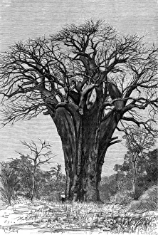 Adansonia Gallery: Baobab tree
