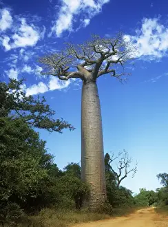Baobab Tree