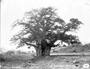 Malvales Collection: Baobab tree, Cape Verde Islands (1873)