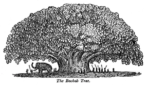 Adansonia Gallery: Baobab tree and elephant