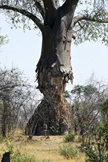 Africana Gallery: Baobab Tree - showing trunk partially eaten by