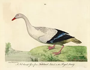 Anas Collection: Bar-breasted upland goose, Chloephaga picta leucoptera