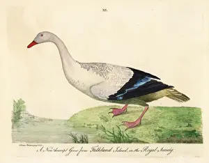 Picta Prints: Bar-breasted upland goose, Chloephaga picta leucoptera