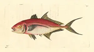 Ruber Prints: Bar jack fish, Caranx ruber