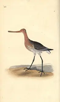 Bar-tailed godwit (female), Limosa lapponica