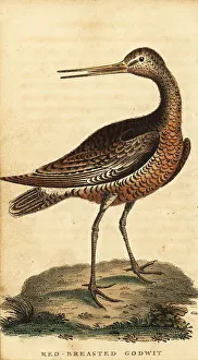 George Edwards Prints: Bar-tailed godwit, Limosa lapponica