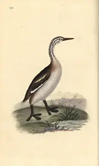 Edwarddonovan Prints: Bar-tailed godwit (male), Limosa lapponica