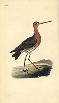 London Prints: Bar-tailed godwit (male), Limosa lapponica