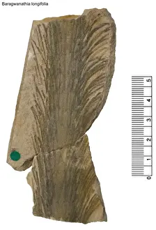 Lycopodiophyta Prints: Baragwanathia longifolia