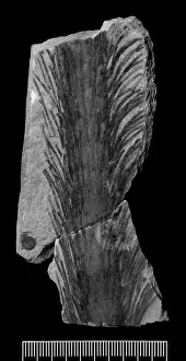 Baragwanathia longifolia, clubmoss