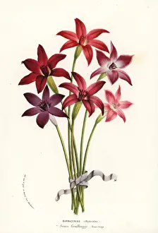 Barbacenia hybrid cultivars