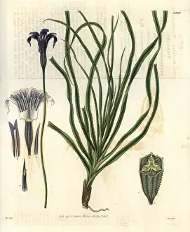 Purpurea Prints: Barbacenia purpurea, purple-flowered barbacenia