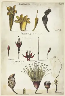 1732 1816 Prints: Barbacenia, Quelusia, Lafoensia