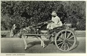 Images Dated 16th September 2011: Barbados - Donkey Cart