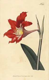 Barbados lily, Hippeastrum puniceum