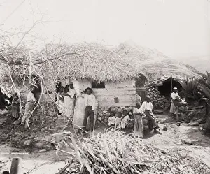 Sugar Prints: Barbados, West Indies, sugar plantation workers