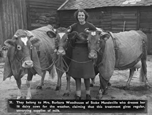 Images Dated 11th January 2012: Barbara Woodhouse & her coat-wearing cows