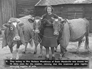 Images Dated 11th January 2012: Barbara Woodhouse & her coat-wearing cows