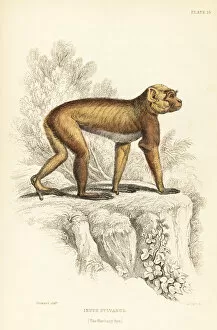 Barbary ape, Macaca sylvanus. Endangered