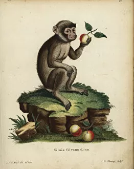 Barbary ape or macaque, Macaca sylvanus. Endangered