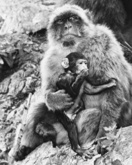 Barbary Prints: Barbary Ape and Young