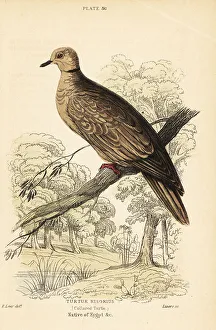 Domesticated Prints: Barbary dove, Streptopelia risoria