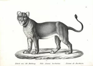 Panthera Collection: Barbary lion, female, Panthera leo barbaricus, extinct