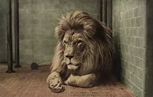 Manes Collection: Barbary lion in the New York Zoological Park