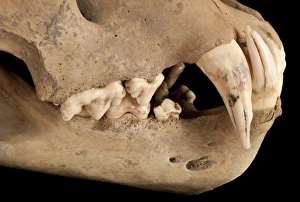 Images Dated 26th July 2012: Barbary lion skull